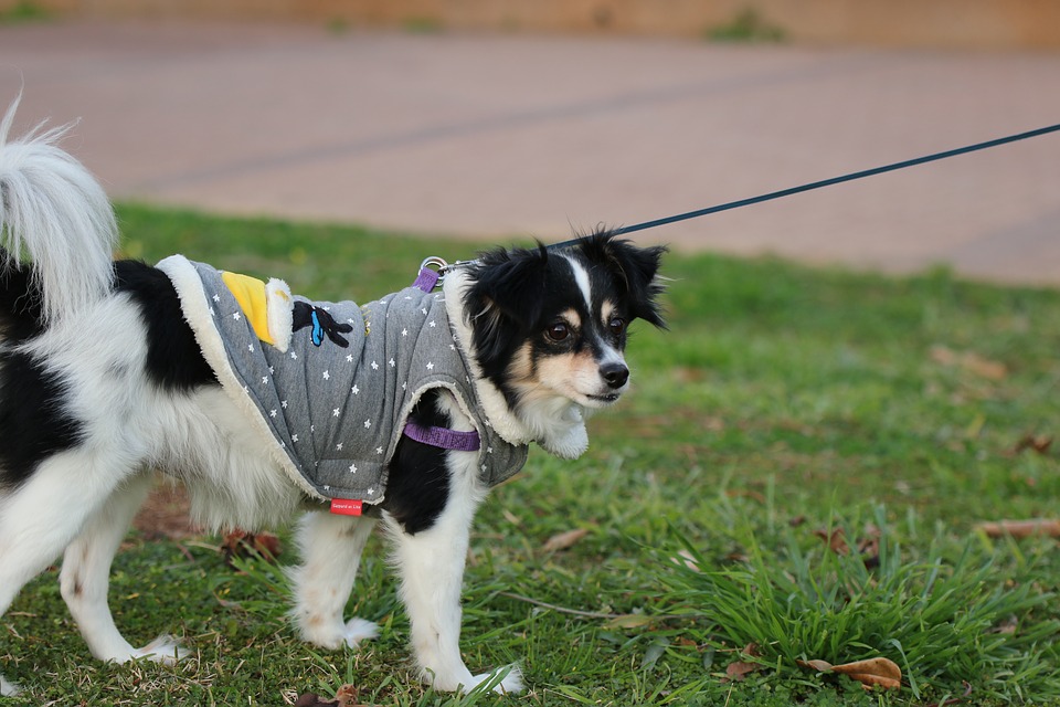 dressage chien